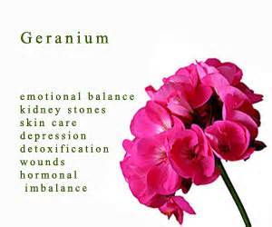 geranium