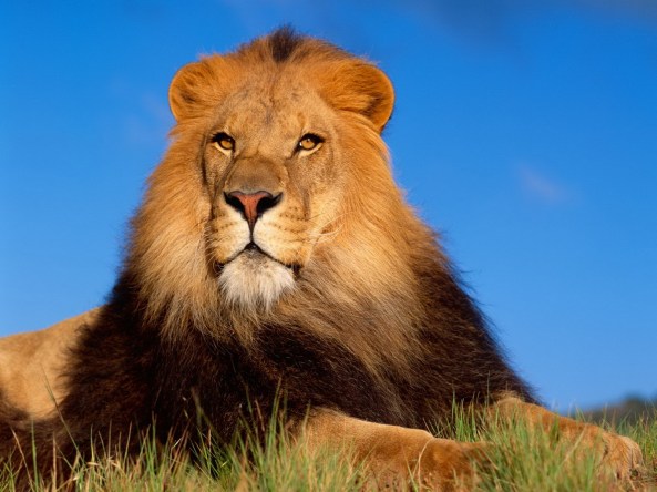 Lion_Pictures-935802
