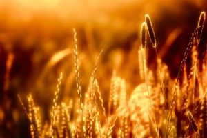 Sunset-light-of-golden-hour-through-meadow-grass-485x728